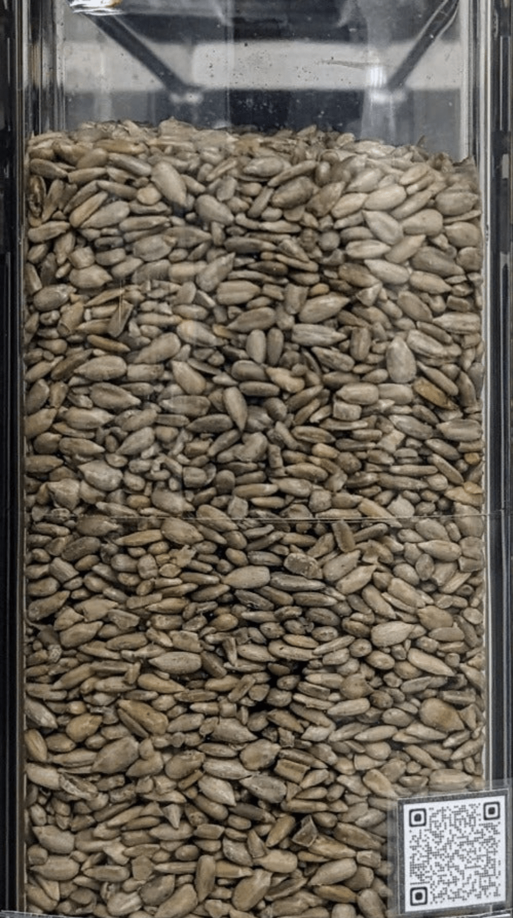 Girasole semi (Helianthus Annuus) Premium Quality - Del Colle