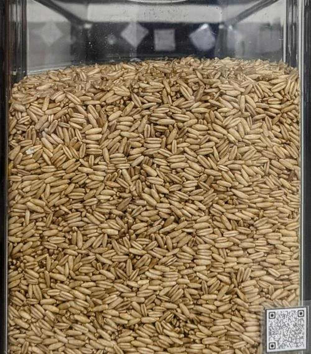 Avena decorticata sfuso 