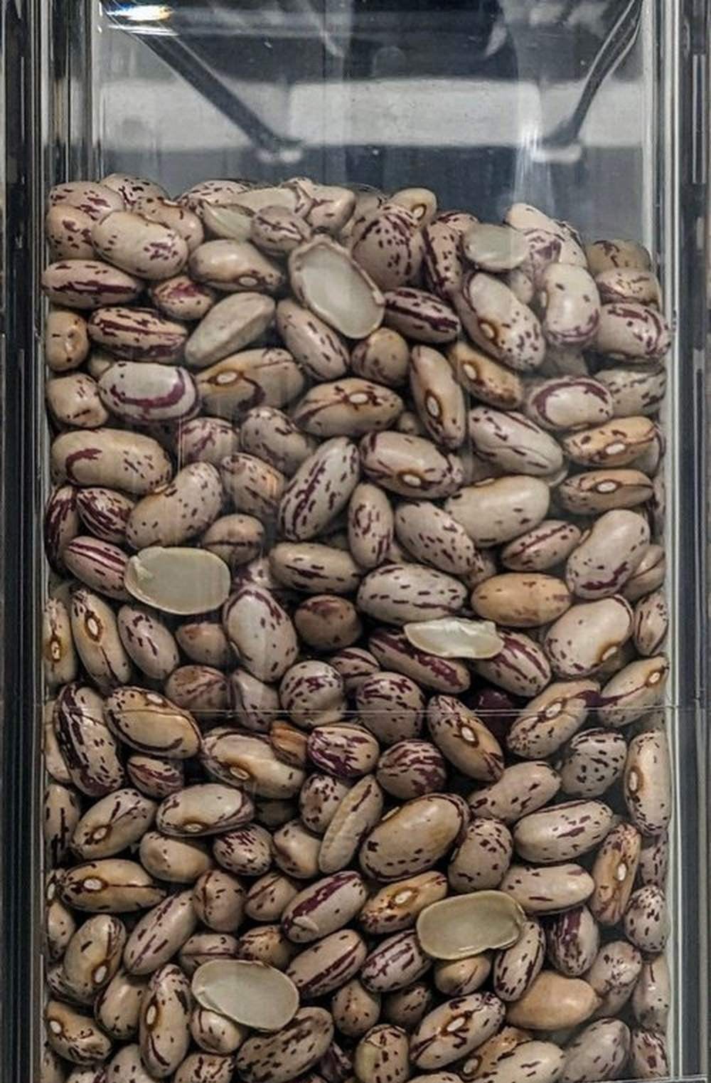 Borlotti fagioli BIOLOGICI Qualità Superiore - Del Colle
